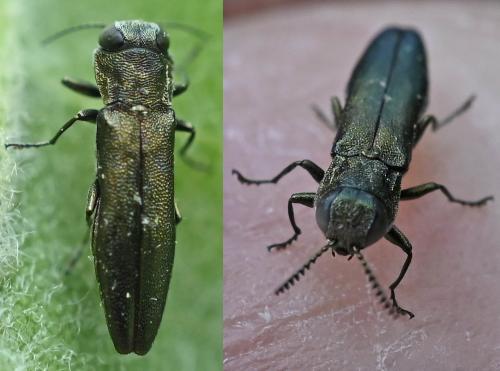 Réf. 341 444 : Agrilus sp.